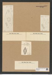 Coscinodiscus rhombicus Grun. (de-Toni-Nr.: Genus 202, Species 5195) Zeichnungen Sammlung Grunow Nr. 8909 (NHMW-BOT-W0378572)